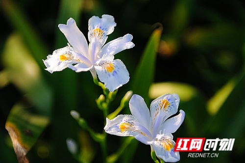 立夏將至，絢爛了整個(gè)春天的花影如夢